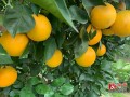 石門柑橘市場價多少錢一斤（石門柑橘幾月份成熟）