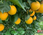 果肉細(xì)膩肉質(zhì)鮮美汁多甜美（柑橘新品種甘平上市）