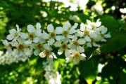 脆皮金桔脆蜜金柑樹苗怎樣區(qū)別（脆蜜金桔優(yōu)缺點）
