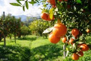 柑橘病蟲害發(fā)生規(guī)律簡圖_夏天橘子樹會(huì)長什么