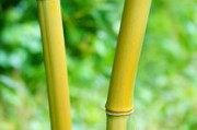 川金5號(hào)沃柑種植技術(shù)與黃金品質(zhì)解析：科學(xué)管理助力高產(chǎn)香甜果實(shí)