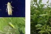 柑橘病蟲害防治時(shí)間安排_(tái)柑橘什么時(shí)候打石硫合劑最好