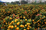 桂林地區(qū)柑橘種植技術(shù)_你們覺得現(xiàn)在種沙糖桔還能賺錢嗎