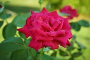 今年柑橘怎么樣？豐收季產(chǎn)銷(xiāo)觀察與市場(chǎng)前景深度解析