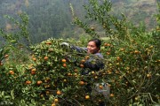 柑橘幼苗冬季病蟲害防治_低溫環(huán)境如何保護柑橘