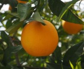 中國蜜桔之鄉(xiāng)是哪個?。ㄖ袊劢勰睦锂a(chǎn)的最好）