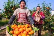 柑橘病蟲害防治最好的農(nóng)藥_最適合果園的除草劑是什么