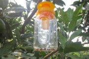 柑橘水平種植技術(shù)要點是什么_農(nóng)村柑橘園灌水有哪些方法