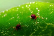柑橘4-5月主要病蟲(chóng)害_柑橘疫霉病的癥狀