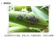 柑橘病蟲害圖譜與用什么藥_柑橘園太陽(yáng)果裂果高發(fā)
