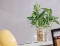 柑橘上高速綠通嗎？農(nóng)產(chǎn)品綠色通道政策全解析