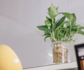 柑橘上高速綠通嗎？農(nóng)產(chǎn)品綠色通道政策全解析