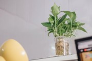 柑橘上高速綠通嗎？農(nóng)產(chǎn)品綠色通道政策全解析