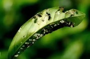 柑橘葉甲種植技術(shù)_柑橘開花時(shí)有些藥劑不宜使用 柑橘葉甲種植技術(shù)_柑橘開花時(shí)有些藥劑不宜使用