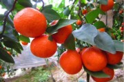 露天紅美人柑橘種植技術(shù)_湖北紅美人主產(chǎn)地