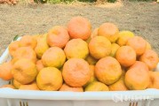口枝金柑橘種植技術(shù)_養(yǎng)了七八年的橙子樹(shù)盆栽