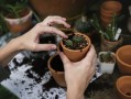 種植柑橘幼苗前怎樣施底肥及數(shù)量：正確方法與施肥標(biāo)準(zhǔn)詳解