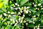 柑橘花蕾期病蟲害預(yù)防方法_柑橘現(xiàn)蕾期至開花期噴什么藥 柑橘花蕾期病蟲害預(yù)防方法_柑橘現(xiàn)蕾期至開花期噴什么藥