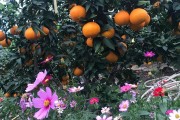 象山紅美人柑橘 種植技術(shù)_無(wú)核蜜桔植時(shí)間