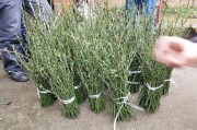 瀨戶(hù)香柑橘種植技術(shù)_沃柑有多少個(gè)品種