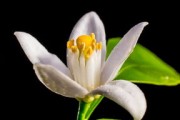 中國臍橙之鄉(xiāng)在哪個(gè)城市啊（中國臍橙產(chǎn)地產(chǎn)量排名）