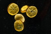 明日見(jiàn)柑橘種植戶(hù)（明日見(jiàn)柑橘什么時(shí)候開(kāi)花）