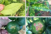 種植柑橘新技術(shù)是什么_愛媛68號(hào)黃美人種植技術(shù)