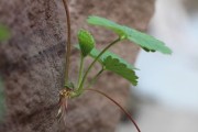 驚爆價(jià)！產(chǎn)地滯銷致5毛一斤柑子今夏低價(jià)熱銷中