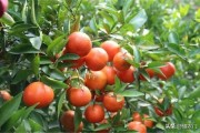 無公害柑橘的種植技術(shù)_農(nóng)民說一瓶牛奶讓黃瓜產(chǎn)量翻倍