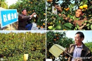 高密度柑橘種植技術(shù)_如何做到在一年內(nèi)開花掛果兩次