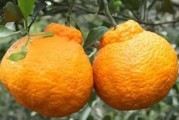 愛媛38號放秋梢教程_愛媛38號嫁接什么砧木
