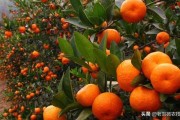 柑橘9月病蟲害防治_柑橘苗碎葉病是怎么回事