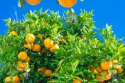 橙子沃柑哪個(gè)好（沃柑橙子哪個(gè)營(yíng)養(yǎng)高）