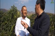 云南柑橘種植技術培訓班_南方水果樹苗推薦
