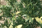 柑橘種植技術(shù)交流群_地?cái)偵赓嵈箦X的有哪些 柑橘種植技術(shù)交流群_地?cái)偵赓嵈箦X的有哪些