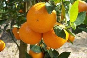 愛媛柑橘種植管理技術(shù)_愛媛和沃柑哪種更耐寒 愛媛柑橘種植管理技術(shù)_愛媛和沃柑哪種更耐寒