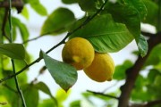 柑橘春季嫁接正確方法：從工具準備到成活養(yǎng)護的全流程指南