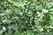 宇花靈柑橘種植管理技術(shù)_宇花靈2號助劑使用方法
