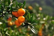 柑橘病蟲害冬季防治重點(diǎn)_種植柑橘如何預(yù)防潰瘍病 柑橘病蟲害冬季防治重點(diǎn)_種植柑橘如何預(yù)防潰瘍病