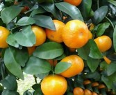 臍橙?；ū９r藥最佳配方（橙子保花保果用什么藥）