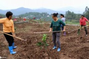 柑橘果園生草種植技術(shù)_果園怎么用有機肥