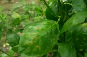 柑橘掛果期的病蟲害防治_油柑開花期管理技術(shù) 柑橘掛果期的病蟲害防治_油柑開花期管理技術(shù)