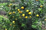 泰有源柑橘種植技術(shù)柚子_對(duì)以后結(jié)果有沒(méi)有影響