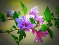 柑子怎樣剪枝開花多（柑子樹的修剪要領）
