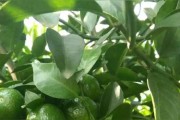 無(wú)籽柑橘種植技術(shù)_農(nóng)村種什么柑橘好