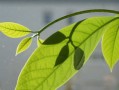 091沃柑零下幾度會被凍壞（沃柑零下幾度可以種植嗎）