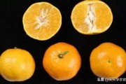 華美一號(hào)柑橘簡介_華美7號(hào)柑橘種植時(shí)間和方法 華美一號(hào)柑橘簡介_華美7號(hào)柑橘種植時(shí)間和方法