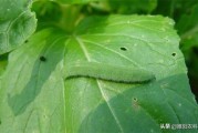 柑橘常見病蟲害 葉蟬類_噻嗪酮屬于酮類農(nóng)藥嗎 柑橘常見病蟲害 葉蟬類_噻嗪酮屬于酮類農(nóng)藥嗎