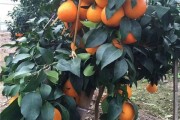 實(shí)驗(yàn)種植柑橘技術(shù)_柑桔過(guò)年后怎樣再種植