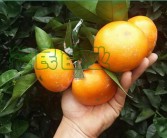 極早熟柑橘新品種圖片大全集有哪些
